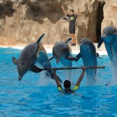 Spain, dolphins (BFF)